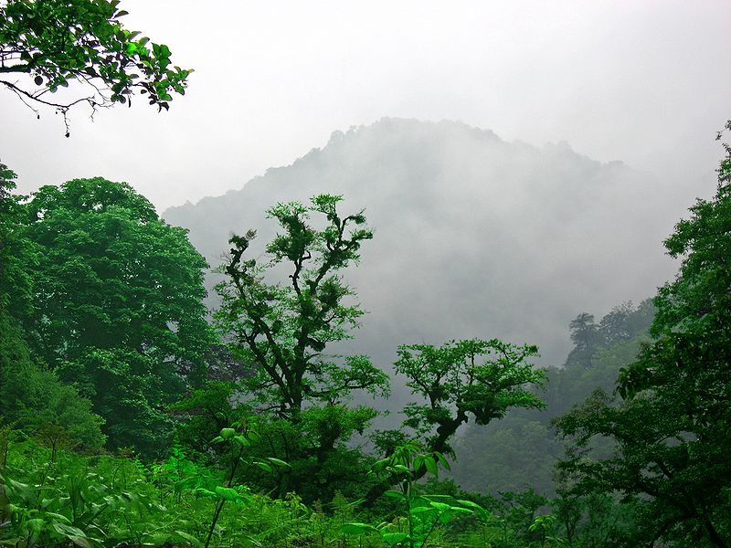 Iran's northern Caspian Hyrcanian mixed forests