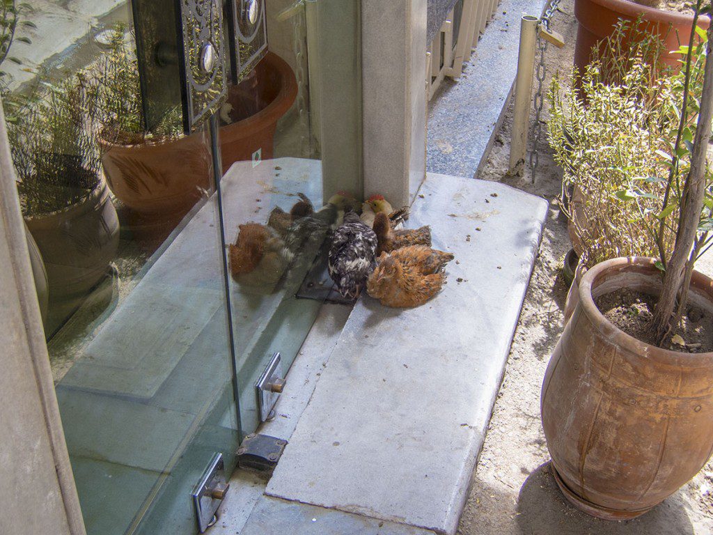 Chicken on the doorstep